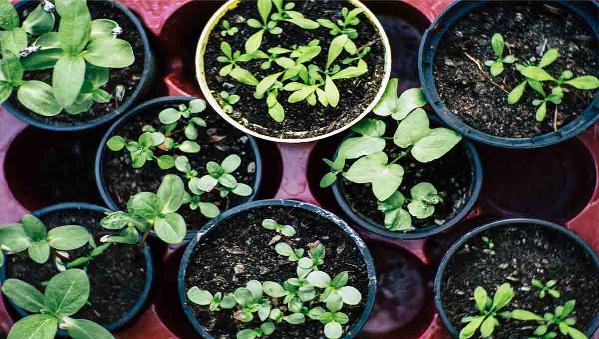 3 apps de jardinería para cuidar tu jardín en casa