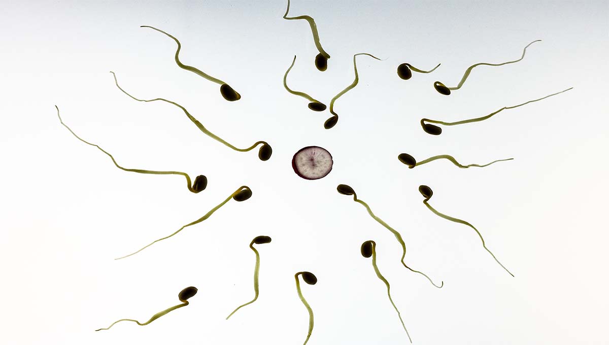 Uso del móvil en la noche aumenta infertilidad en los hombres: estudio