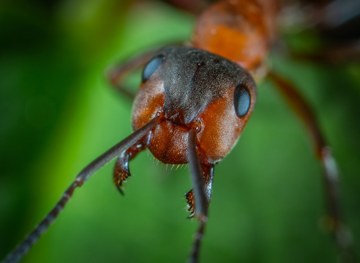 Hormigas envejecimiento ovarios