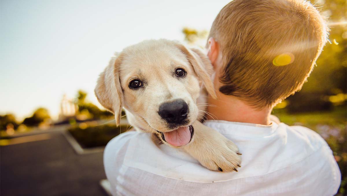 Perros no sienten amor por sus dueños: estudio