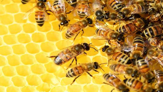 Un grupo de abejas en un panal
