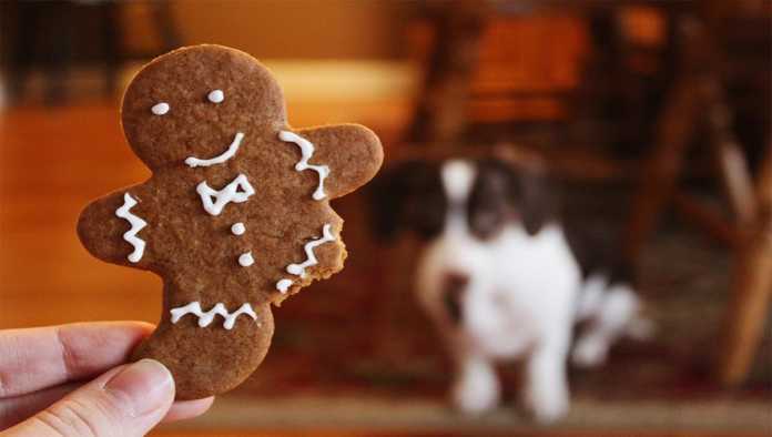 Un perro viendo uno de los alimentos tóxicos para mascotas