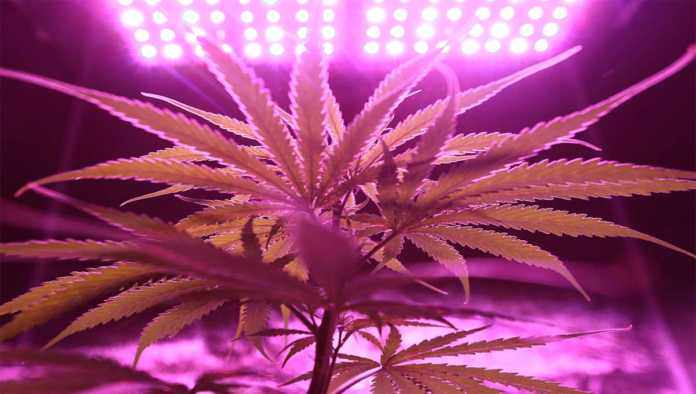 SCJN posterga límite para votar sobre despenalización de la marihuana