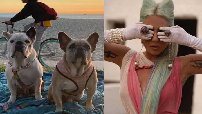 Perros y Lady Gaga