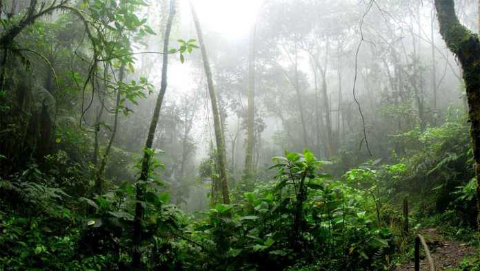 Selva del Amazonas