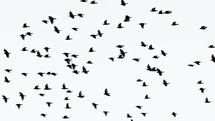 Cientos de aves volando