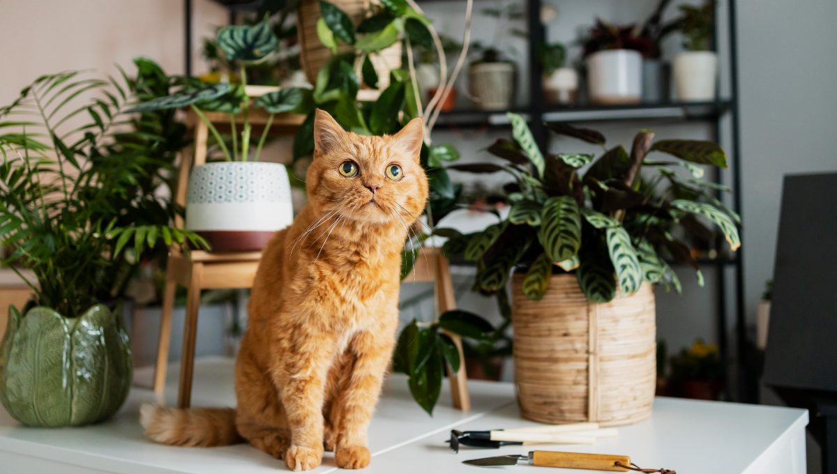Plantas que son seguras para tu gato y sí puedes tener en casa