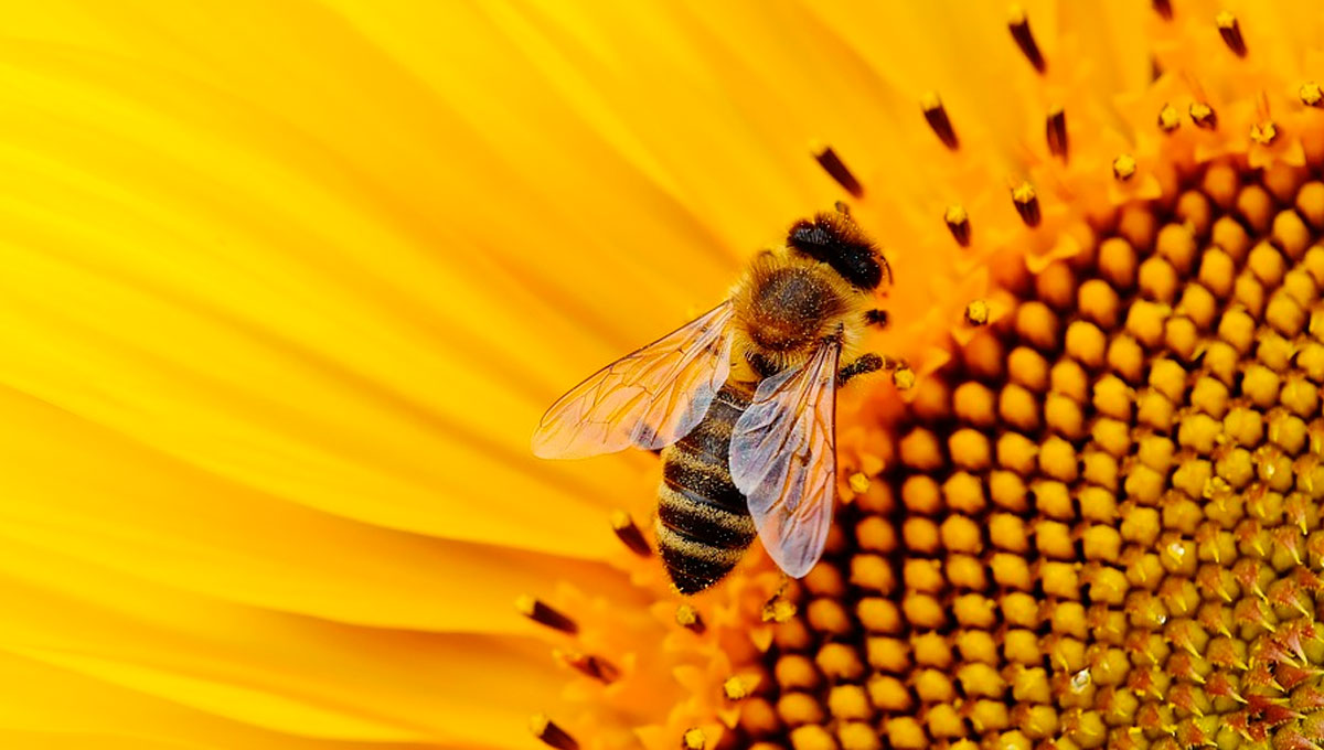 Las abejas y su labor fundamental en los cultivos del mundo