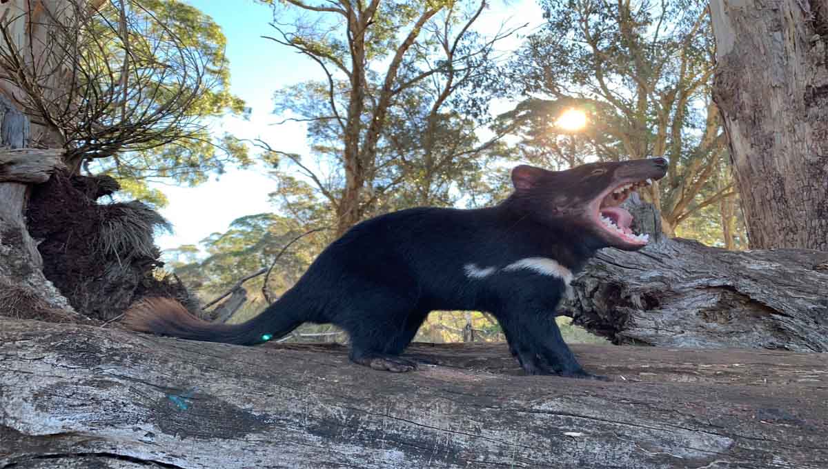 Uno de los demonios de tasmania