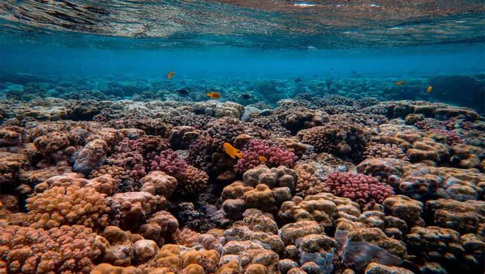 Los arrecifes más bellos del mundo