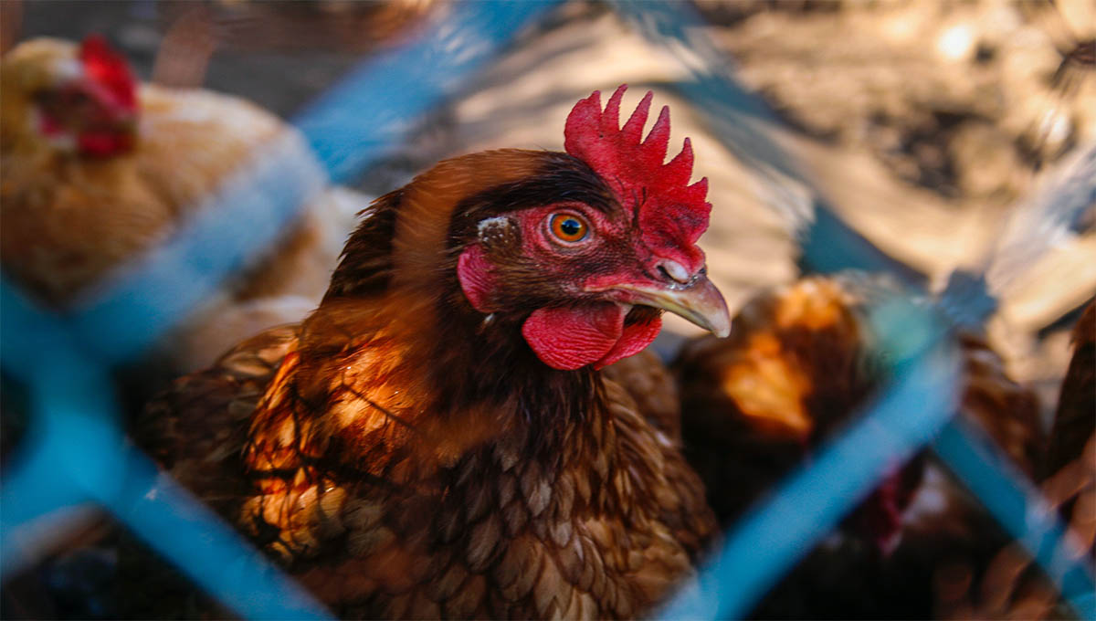 Pollo con gripe aviar