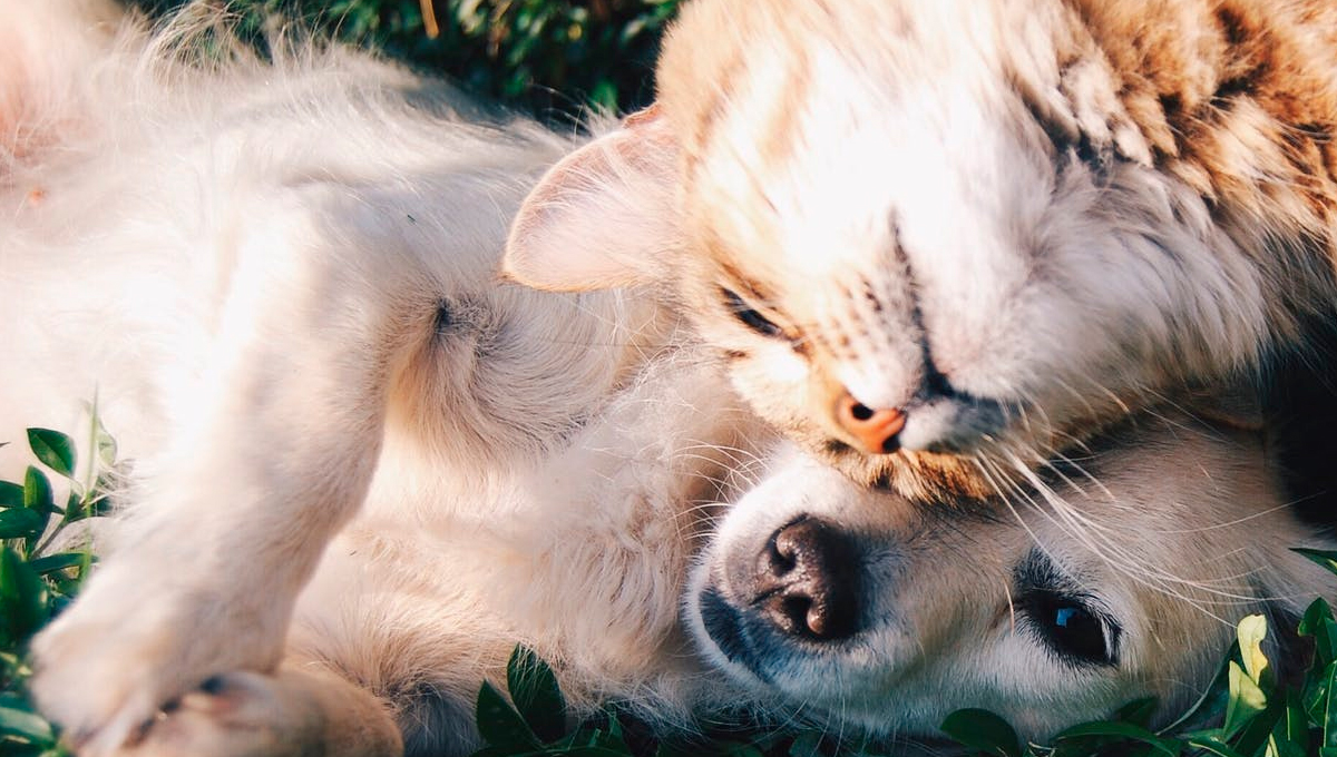 ¿Cómo prevenir la rabia en las mascotas?