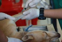 vacunas para perros indispensables