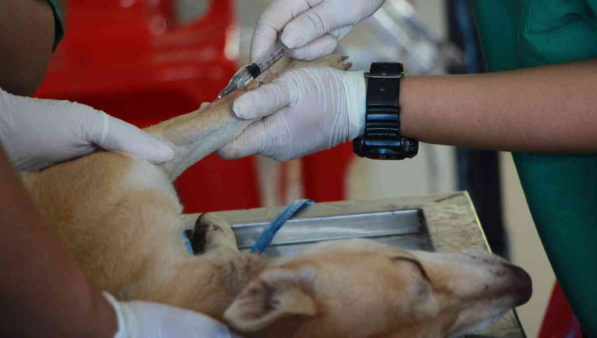 vacunas para perros indispensables