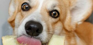 Alimentos que pueden comer los perros