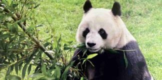 Panda Shuan Shuan