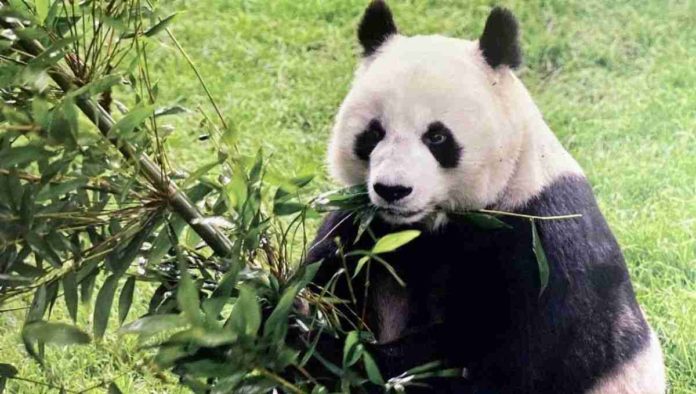 Panda Shuan Shuan