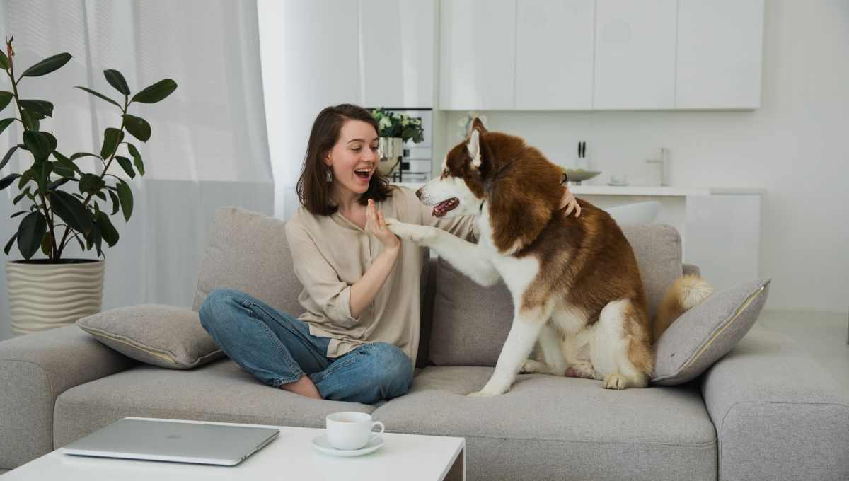 educar a perro vibetv 27 septiembre 2022 Consejos efectivos para lograr que tu perro haga afuera