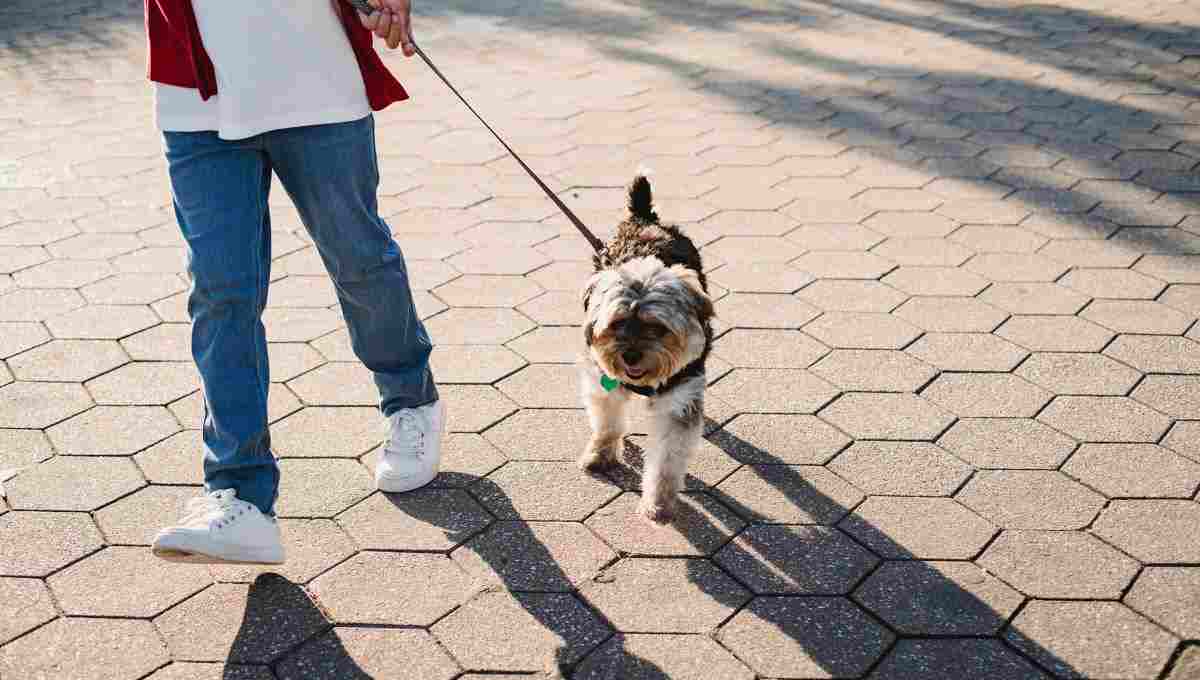 entrenar perro vibetv 27 septiembre 2022 Consejos efectivos para lograr que tu perro haga afuera