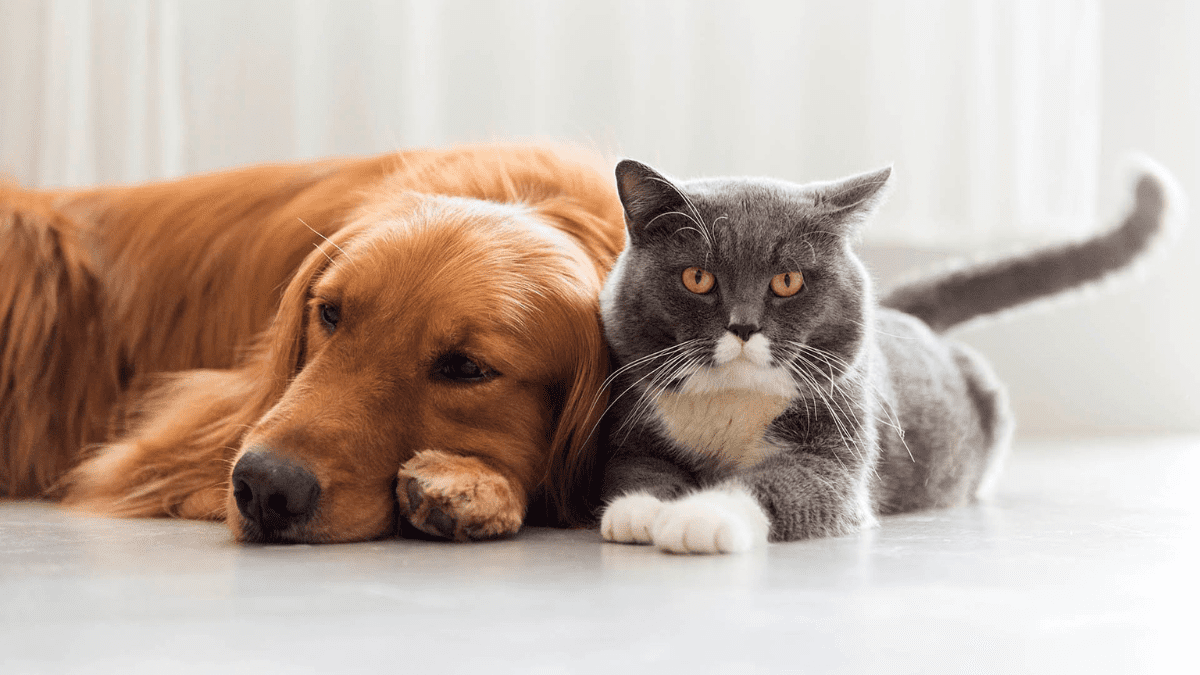 Perro y gato adultos