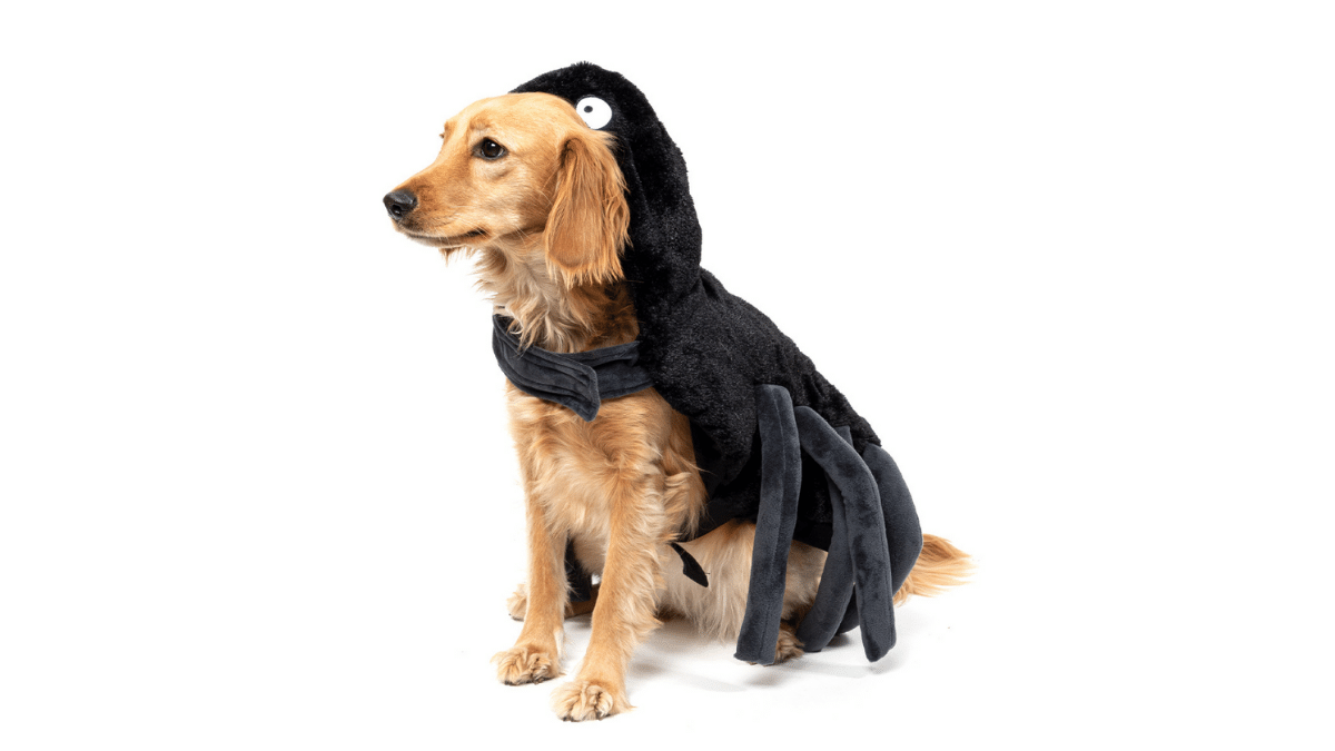 Disfraz perro araña