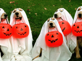 Disfraces de Halloween para mascotas