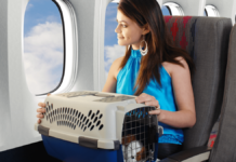 Mascota a bordo de un avión