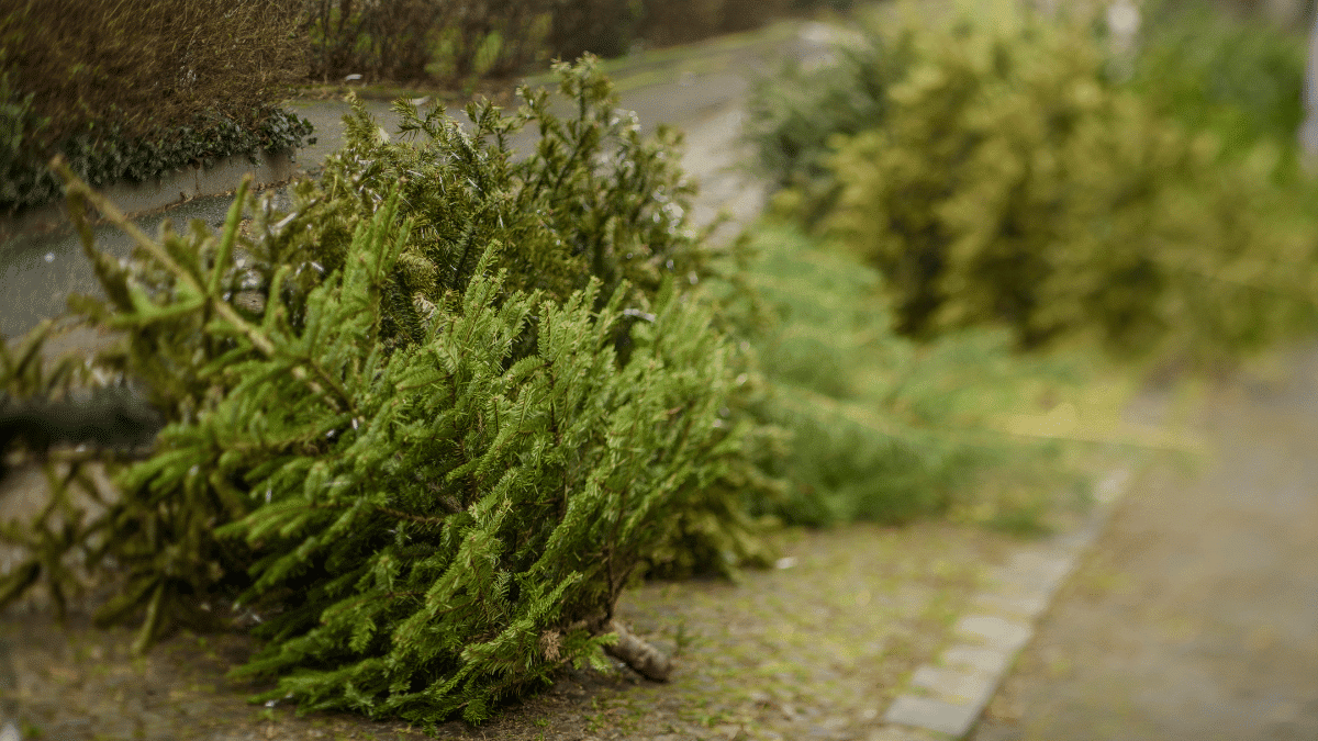 Reciclar árbol natural de Navidad