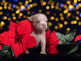 La Flor de nochebuena es tóxica para tus mascotas
