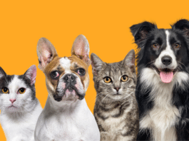 ¡Atención dueños de mascotas en CDMX! Tramita el RUAC y evita multas