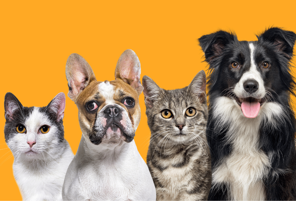 ¡Atención dueños de mascotas en CDMX! Tramita el RUAC y evita multas