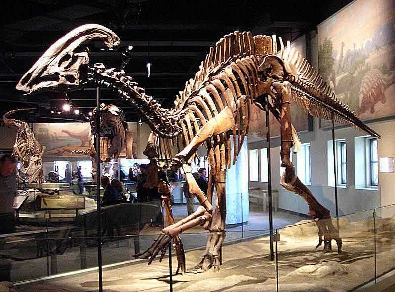 Kevin Terry: El dinosaurio Parasaurolophus
